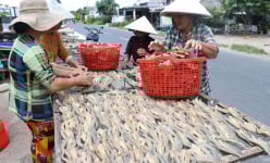 Nước lũ trong đồng rút ra sông, bất chợt thấy dân ở vùng này Đồng Tháp kê giàn phơi la liệt cá lóc