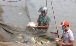 Ứng dụng công nghệ nuôi cá giống, một nông dân tỷ phú Bắc Ninh khiến cả làng phục lăn