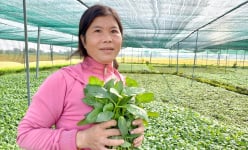 Trồng thứ rau lạ vốn mọc hoang, hái bán quanh năm, chị nông dân Sài Gòn túc tắc xây nhà lầu