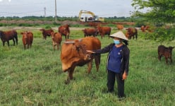 Thành tỷ phú nông dân sau 16 năm bán hết đất ở quê Thanh Hóa rồi Nam tiến vào Sài Gòn nuôi bò