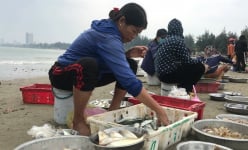 Cửa Lò (Nghệ An): Hải sản bán theo mớ, khách ra tận bãi biển tranh nhau mua