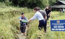 Nuôi cá chép trong ruộng bậc thang ở Lào Cai, mang rổ ra bắt, nhiều người kéo ra xem xuýt xoa