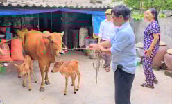 Một con bò mẹ đẻ sinh đôi 1 đực 1 cái, cả làng ở Hà Tĩnh cho là chuyện hiếm thấy