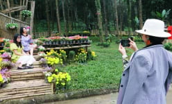 Du khách đổ về Thiên Sơn Suối Ngà cắm trại, ngắm hoa cúc 'Mùa tri ân'