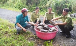Vô vườn Quốc gia này ở Cà Mau xem động vật hoang dã có trong sách đỏ, con ngồi trên cây, con bò dưới nước