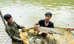 Nuôi cá ao, anh nông dân Lào Cai kéo lưới, bất ngờ thấy con cá lạ to dài có cái mỏm như hỏa tiễn