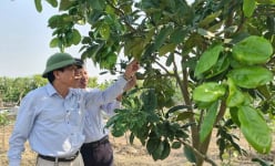 Đây là ba giống cây ăn quả mới, lạ nào đang có triển vọng làm giàu cho nông dân tỉnh Hải Dương