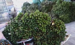 Cau tươi rớt giá thảm hại chưa từng có, nhiều nhà ở Nghệ An phát hoảng vì tự dưng mất cả trăm triệu