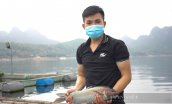 Cá lồng đặc sản nuôi dưới hồ thủy điện Hòa Bình, tung thức ăn xuống quẫy nước ầm ầm