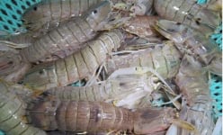 Nuôi thứ tôm bóc ra toàn thịt là thịt, bán giá nhà giàu, nhưng dân nơi này ở Cà Mau vẫn lo nạn bắt trộm