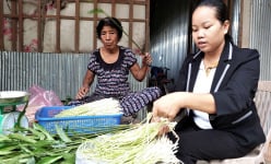 Chuyện lạ Kiên Giang, trồng cây dại nhổ ngó non bán, cả làng kiếm bộn tiền