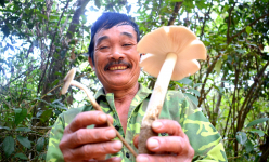 Cả làng ở Quảng Trị thay nhau canh giữ rừng ví như 'báu vật', mỗi năm thu, nhặt nhiều đặc sản