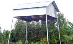 Làm chuồng lạ nuôi 'con thú biết bay', khi đẻ cho ăn chuối chín, một nông dân Hậu Giang đổi đời