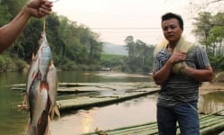 Vùng đất này ở Thanh Hóa gói bánh chưng Tết dùng nhân cá suối
