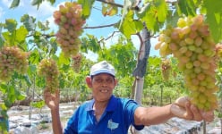 Nông dân Long Kiến ở An Giang thi đua sản xuất kinh doanh giỏi, số hộ có thu nhập tiền tỷ tăng gấp 2 lần
