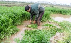 Loại rau bình dân 'ham nghịch nước' ăn tốt cho sức khỏe, nông dân Thái Bình trồng dưới ruộng 'hái' 15 triệu/sào