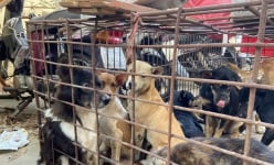 Bắt nhóm 'cẩu tặc' lái ô tô đi trộm chó trong khu dân cư