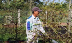 Làng tỷ phú trồng mai vàng đất Vĩnh Long, bất ngờ tiết lộ chuẩn cây mai Tết 'nhất đế, nhì thân, tam cành, tứ nụ'