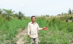 Vô rẫy rậm rạp lén lút trồng thứ cây quốc cấm nào mà một người đàn ông Kiên Giang bị công an bắt quả tang?