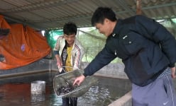Anh nông dân Bắc Ninh đánh liều đưa loài cá tầm xứ lạnh về nuôi trên sông Đuống, ai ngờ cá lớn nhanh như thổi
