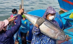 Những con cá khổng lồ khiến người vác nặng lặc lè ở cảng cá Đông Tác của Phú Yên