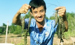 Bỏ học đại học, đôi tình nhân xuống Bạc Liêu nuôi thứ tôm sú vạn người mê, khu rừng ngập mặn bỗng xôn xao