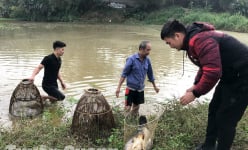 Vác nơm xuống ruộng lúa úp cá chép ở Tuyên Quang, bắt được toàn con to, tranh nhau mua