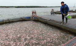Bắc Ninh: Giá cá lăng, diêu hồng thấp nhiều tháng, người nuôi cá lồng 'đánh liều' vì điều này