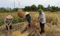 Lạ đời, cả năm chỉ trồng lúa kiểu 'ngày xửa ngày xưa', mà nhiều người kéo đến nhà ông nông dân Kiên Giang xem