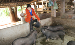 Nuôi thứ lợn lưng uốn đáy võng nơi 'khỉ ho cò gáy', ai ngờ cô nông dân người Thái Sơn La lại bán đắt tiền
