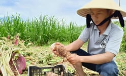 Trồng thứ khoai môn đặc sản cây tốt bời bời, tới vụ cuốc một nhát bật lên toàn củ to, thương lái tranh nhau mua