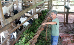 Giá tiêu loanh quanh 85.000 đồng/kg, nhà nông tiết lộ nuôi 1 loài vật vừa giữ vườn lâu dài, vừa có tiền to