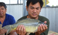 Một ông nông dân tỷ phú Đồng Tháp nuôi thứ cá lạ, ăn thịt giòn sần sật như tràng heo, cả vùng đến xem
