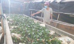 Nông dân Phú Yên nuôi con đặc sản không cần bùn, nuôi lớn đến đâu thương lái 'khuân sạch'