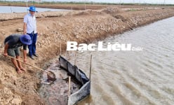 Nông dân Bạc Liêu nuôi con gì dưới nước mặn mà vớt trứng bé li ti lên bán giá 900.000 đồng/kg?