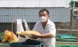Đồng Tháp: Ông tỷ phú nông dân đam mê nuôi cá đặc sản kỳ lạ trên sông Tiền