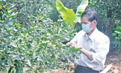 'Đánh liều' trồng thứ cây tốt um ra trái ví như 'Nữ hoàng quả khô', nông dân Gia Lai bất ngờ lãi tiền tỷ