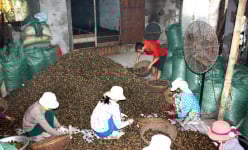 Cả làng ở Nam Định giàu lên trông thấy nhờ trồng thứ cây không ngờ có ngày đắt giá