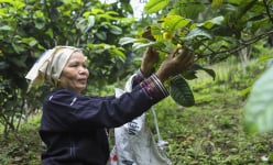 Trà hoa vàng- 'lộc trời' mang lại thu nhập hàng trăm triệu mỗi năm cho người dân vùng đồi núi Bắc Kạn