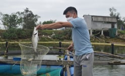 Cử nhân bỏ về quê Quảng Bình nuôi loài cá ham đớp mồi bằng công nghệ Na Uy, bắt toàn con to