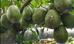 Trồng thứ cây nhanh 'đẻ tiền', tới kỳ trái ra không kịp đếm, có 200 cây mà ông nông dân Hậu Giang lời 200 triệu