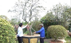 Cây hoa trang đột biến ở Đồng Tháp có gì đặc biệt mà chủ vườn cây cảnh nói giá 160 triệu đồng?