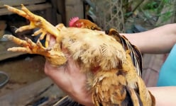 Làng ở Bắc Giang nuôi loài gà lạ mang tên '6 ngón', bán giá gấp đôi, lớn con nào nhà giàu lùng mua hết sạch