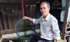 Nông nghiệp đô thị ở Vĩnh Long, nông dân trồng cây cảnh, nuôi lươn không bùn dày đặc, ít đất vẫn giàu lên
