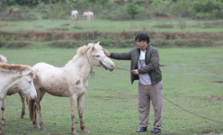 Bắc Giang: Nông dân nuôi ngựa bạch, chỉ cho ăn cỏ mà cứ bán 1 con to thu ngay 80-120 triệu