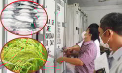 Chuyện lạ ở Cần Thơ: Nơi đang 'đông lạnh' 3.000 giống lúa thuở xa xưa
