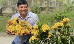 Một ông nông dân Đồng Tháp đi lạc ở Cần Thơ tình cờ phát hiện ra loài hoa bông trang tiền tỷ đang 'phát sốt'