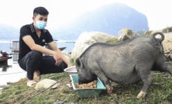 Hòa Bình: Cử nhân kế toán bỏ về quê nuôi la liệt lợn đen, 'cá tiến vua' ven bờ sông Đà