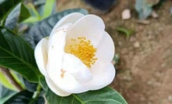 Bạch Hải Đường là hoa gì mà bỗng nhiên sốt giá, nửa tỷ đồng 1 cây bé tí, được săn lùng ráo riết?