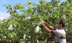 Nông dân Đồng Nai 'sắm đồ' tự làm phân bón hữu cơ, thuốc trừ sâu sinh học khi giá vật tư, phân bón tăng cao